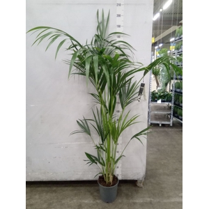 Howea forsteriana
