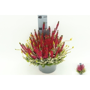 CALLU BL COL CR GEM