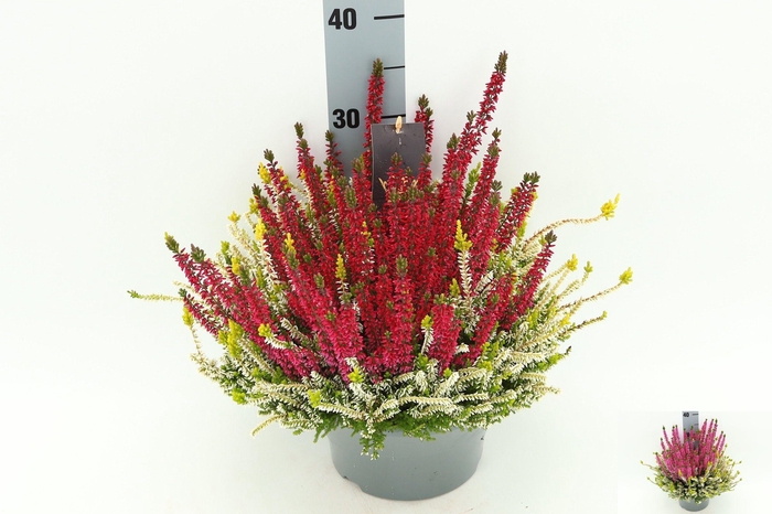 <h4>CALLU BL COL CR GEM</h4>