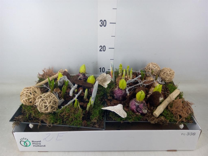 <h4>Arr. Bol/Knolgewas L%</h4>