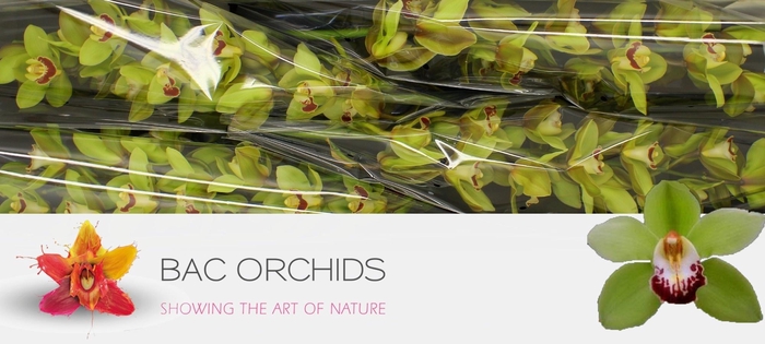 <h4>CYMB T MACHTELD</h4>