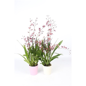 Oncidium 'Mieke von Holm' geurend 3+ tak met roze en wit keramiek