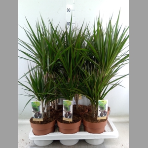 Dracaena marg.