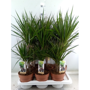 Dracaena marg.