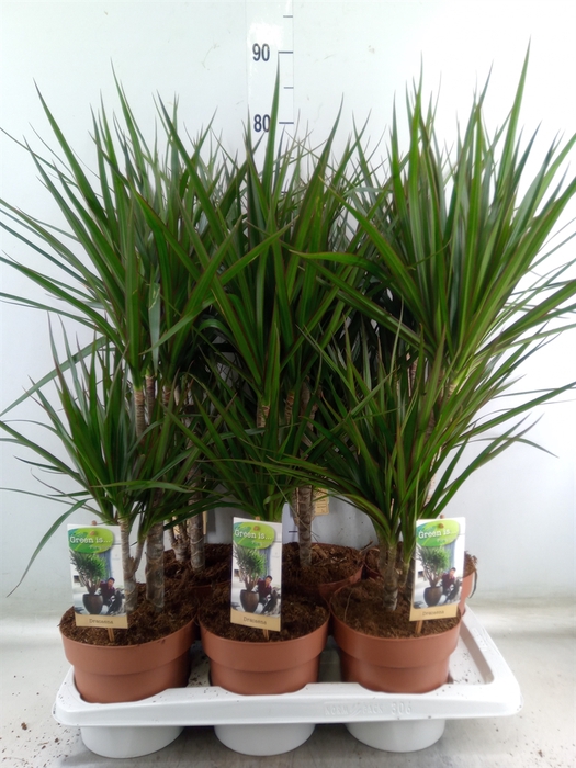 <h4>Dracaena marg.</h4>