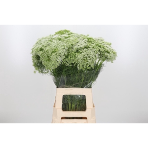 Ammi Majus Visnaga