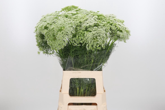 <h4>Ammi Majus Visnaga</h4>