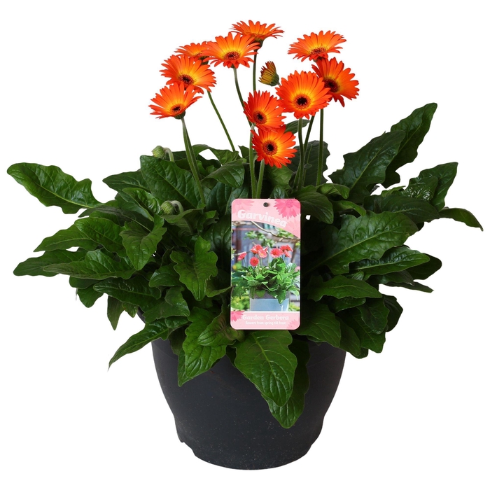 <h4>Gerbera Garvinea 32cm 7bl twister</h4>