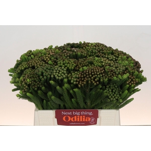 Kaaps Groen Albiflora