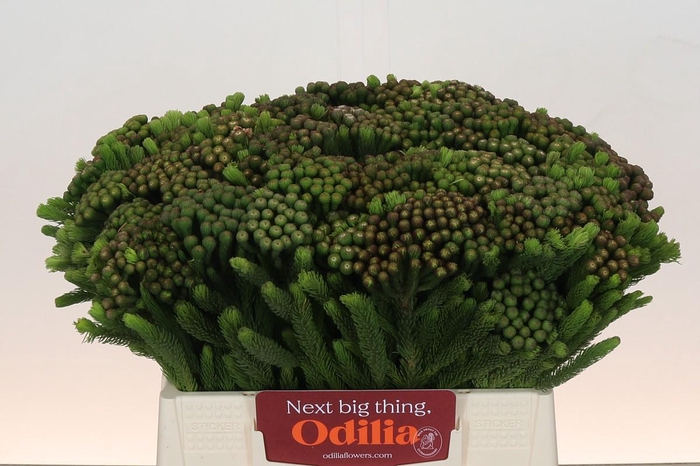 <h4>Kaaps Groen Albiflora</h4>