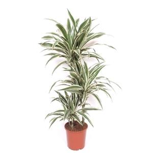 Dracaena fr de 'White Stripe'