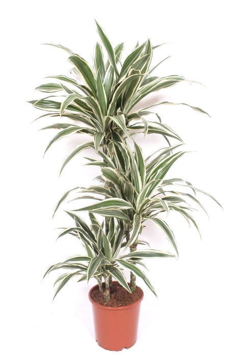 <h4>Dracaena fr de 'White Stripe'</h4>