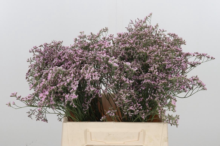 <h4>Lim Saf Oshi Pink</h4>