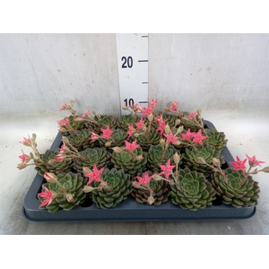 Graptopetalum tacitus