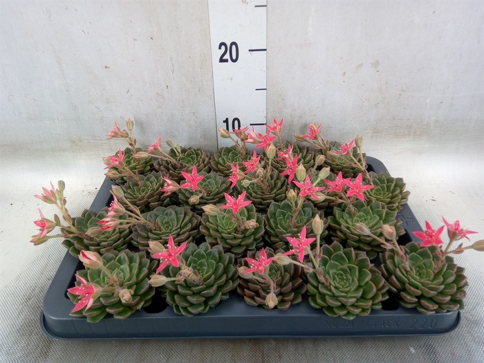 <h4>Graptopetalum tacitus</h4>