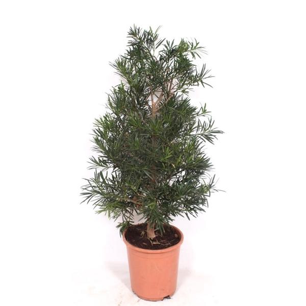 <h4>Podocarpus macrophylla</h4>