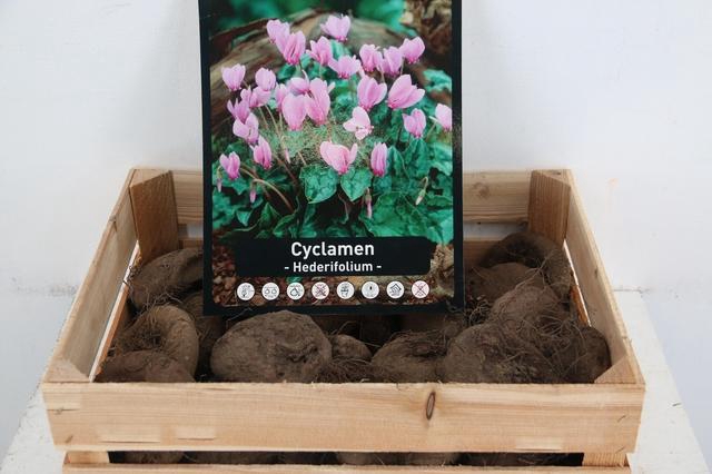 <h4>BOL CYCLAAM X30</h4>