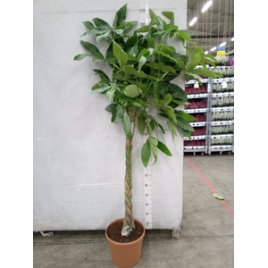 Pachira aquatica
