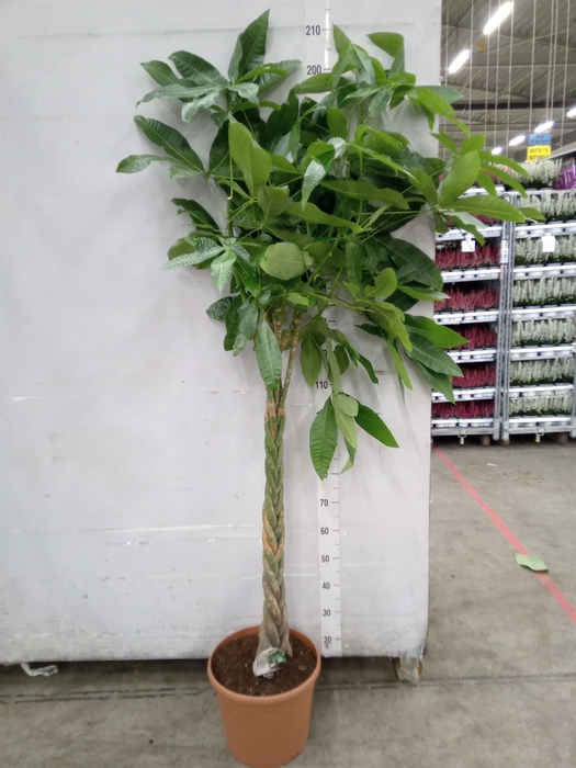 <h4>Pachira aquatica</h4>