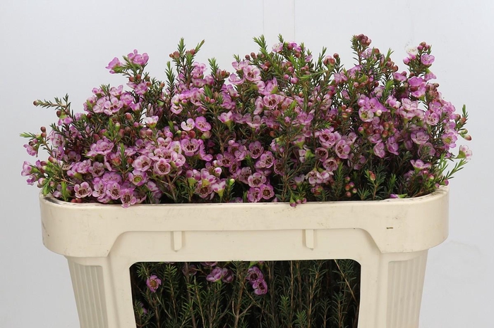 <h4>Chamelaucium Adi</h4>