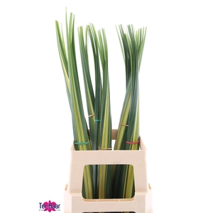 PANDANUS (BLAD)
