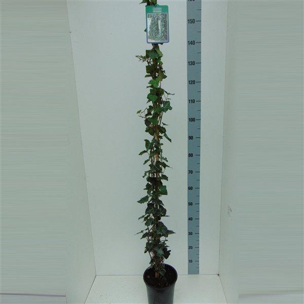 <h4>Hedera hibernica 150cm</h4>