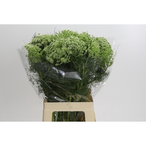 Ammi Visnaga