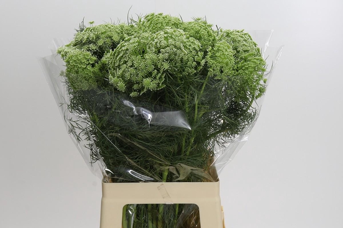 <h4>Ammi Visnaga</h4>