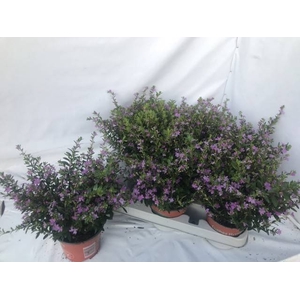 CUPH HYSSOPIFOLIA