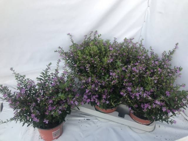 <h4>CUPH HYSSOPIFOLIA</h4>