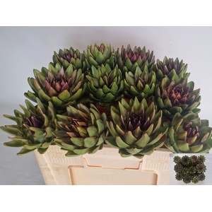Cynara Sc Green Globe Dekker