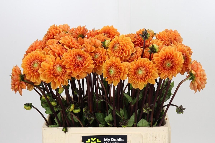 <h4>Dahlia Sylvia</h4>