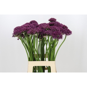 Allium Firmament