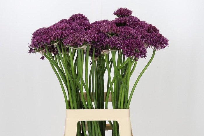 <h4>Allium Firmament</h4>