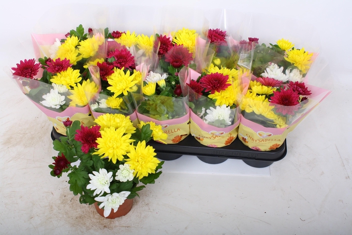 <h4>CHRYS GEM IN POT</h4>