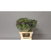 Brassica red crane