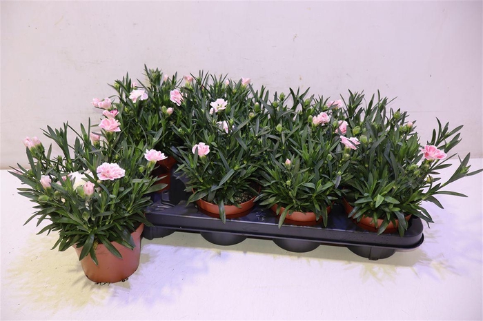 <h4>Dian Osc White Red</h4>