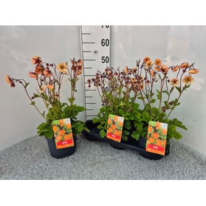 GEUM CHILOENSE