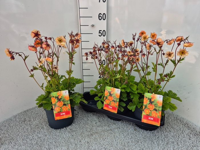 <h4>GEUM CHILOENSE</h4>