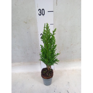 Chamaecyparis laws. 'Ellwoodii'