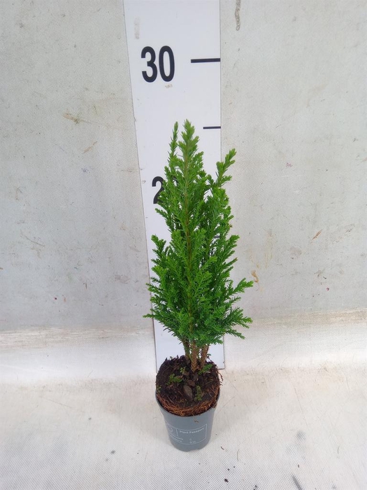 <h4>Chamaecyparis laws. 'Ellwoodii'</h4>