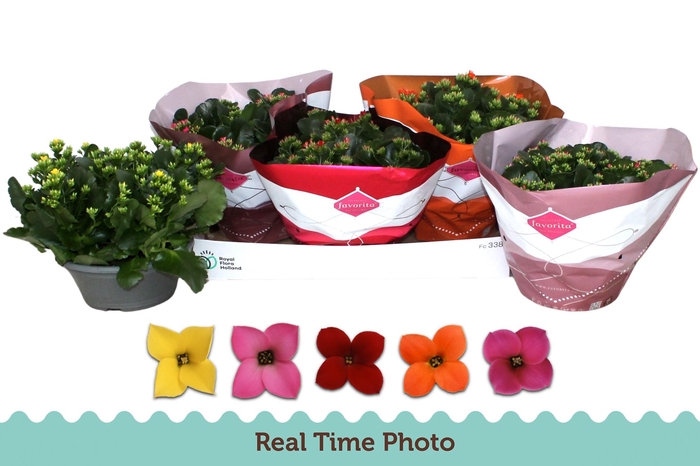 <h4>KAL EN GEM 5 KL</h4>