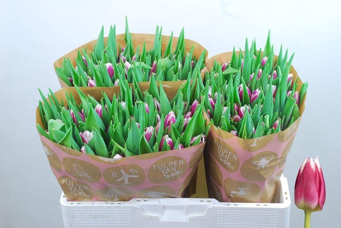 <h4>Tulipa si picardy</h4>