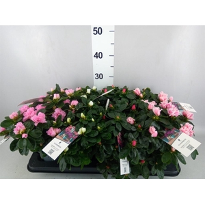 Rhododendron sim.   ...mix