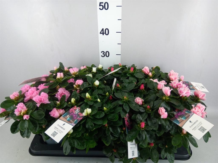 <h4>Rhododendron sim.   ...mix</h4>