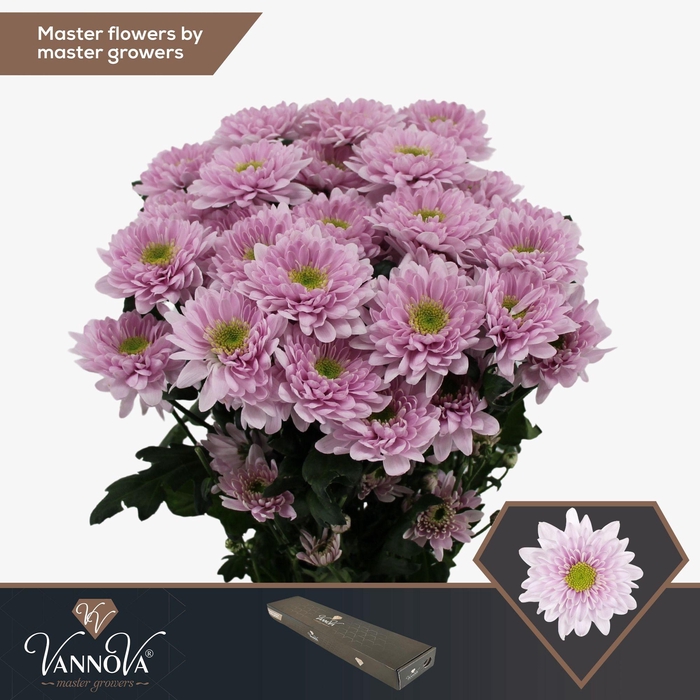 <h4>Chr T Commander Pink</h4>