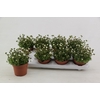 Saxifraga Saxony White