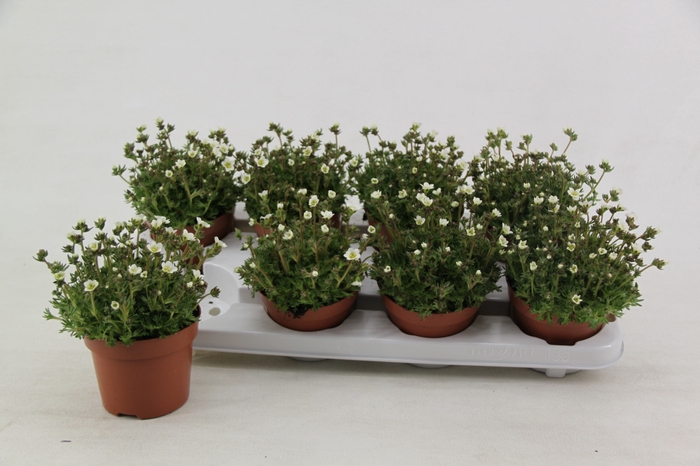 <h4>Saxifraga Saxony White</h4>