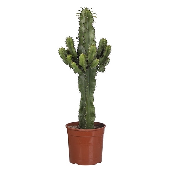 <h4>EUPHORBIA ERITREA - POT Ø 19 (SUCCULENTEN)</h4>