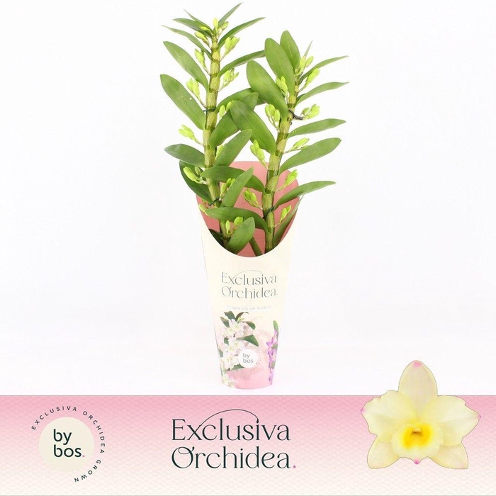 <h4>Dendrobium Nobilé, Tweety 2-spike 'Exclusiva Orchidea' Potcover</h4>